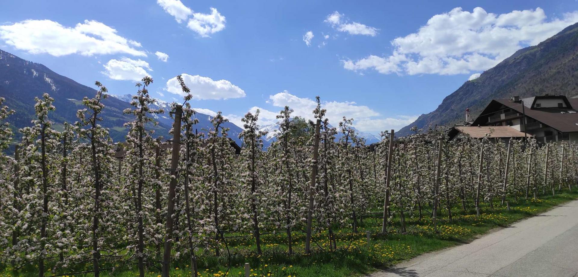 La magica fioritura dei meli in sella a una e-bike!