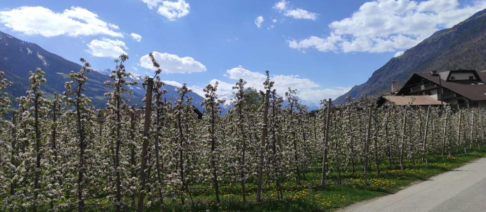 La magica fioritura dei meli in sella a una e-bike!