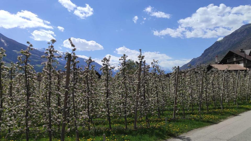 La magica fioritura dei meli in sella a una e-bike!